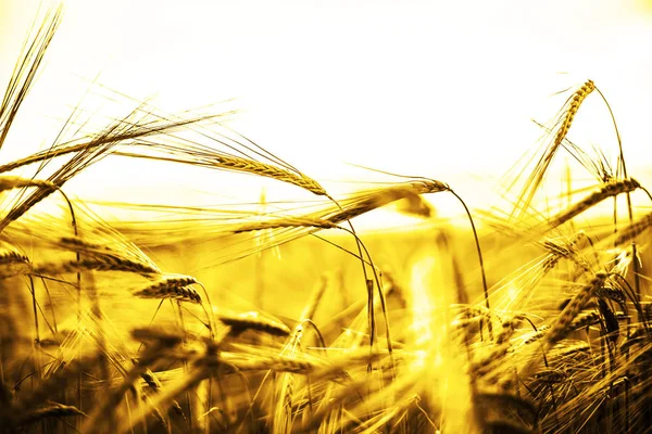 在日落的麦穗 在日落景观 — 图库照片