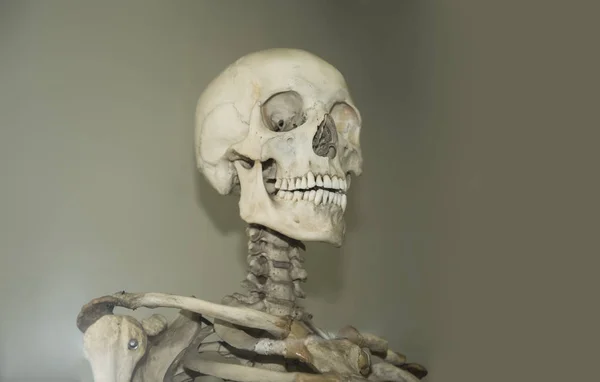 有戏剧性光线的医学头骨模型 基于灰色背景的人体医学骨架的分离 — 图库照片