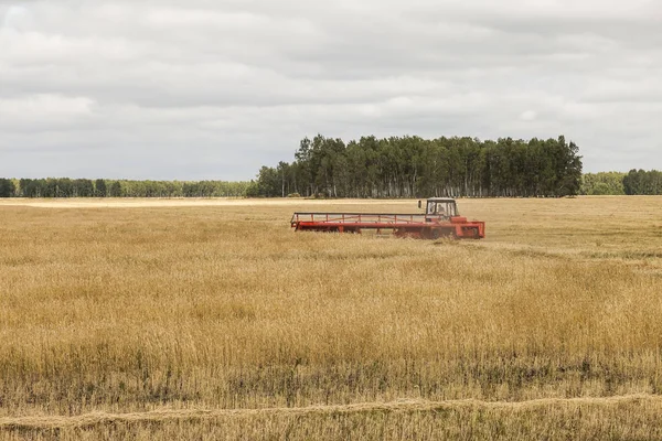 Une Moissonneuse Batteuse Moderne Travaille Sur Champ Céréales Août — Photo