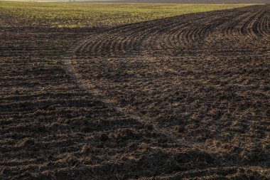 Bahar günü, alan kırpılmış. bahar mevsimi. ekili alan. 