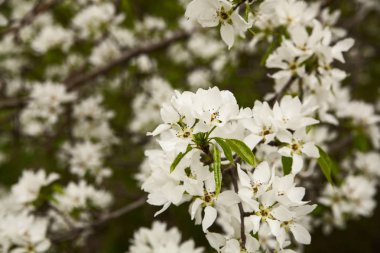 Bahar doğa arka planını çiçekler ile güzel taze elma ağacı dalı 
