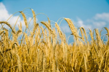 Olgun buğday kulak güzel gökyüzü bulutlu yakın çekim.