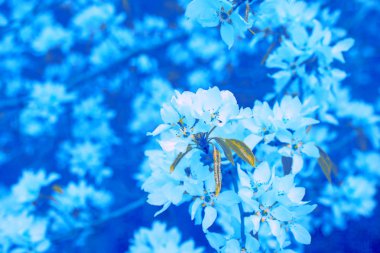 Bahar doğa arka planını çiçekler ile güzel taze elma ağacı dalı 