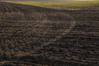 Bahar günü, alan kırpılmış. bahar mevsimi. ekili alan. 