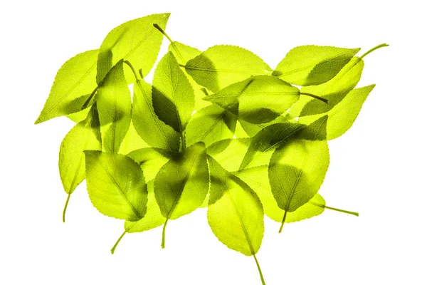 Textura Folhas Verdes Brilhantes Nova Textura Folhas Verdes Frescas — Fotografia de Stock