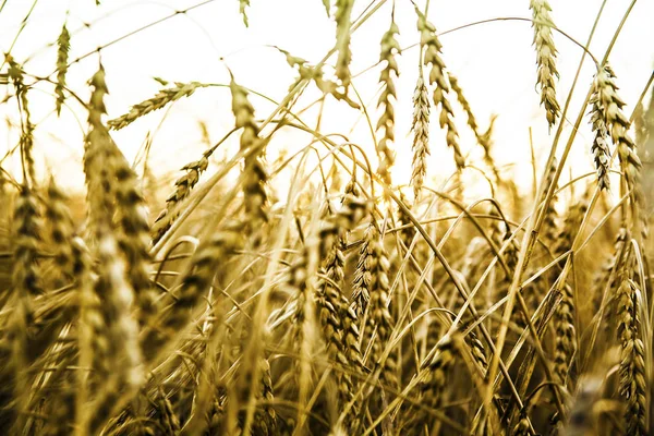 Wheat Ears Sunset Landscape Sunset — Stock Photo, Image