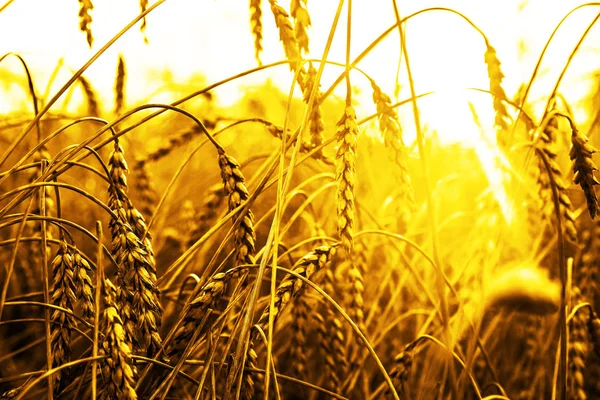 Пшеничні Вуха Над Заходом Сонця Краєвид Заході Сонця — стокове фото