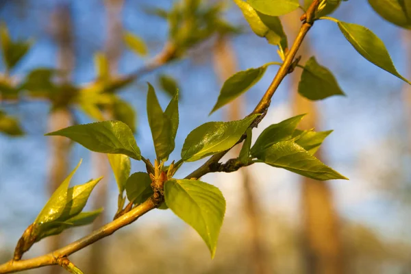 Krásný Jarní Zelené Listy Příroda — Stock fotografie