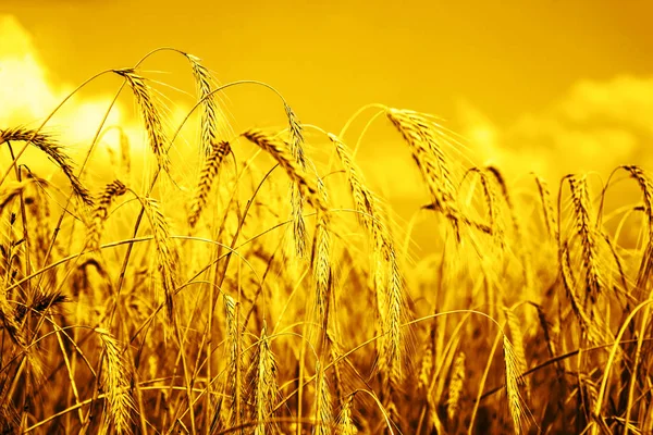 Close Ripe Wheat Ears Beautiful Sky Clouds — Stock Photo, Image