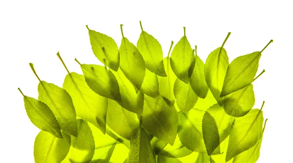 Bright Green Leaves Texture Fresh New Green Leaves Texture — Stock Photo, Image