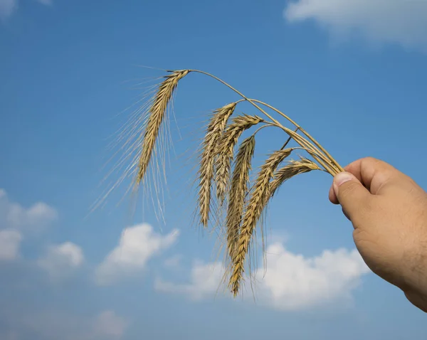 Рука Человека Держит Пшеницу Фоне Голубого Неба Урожай — стоковое фото