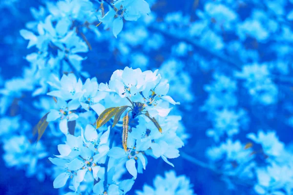 Весенний Фон Природы Красивая Свежая Ветвь Яблони Цветами — стоковое фото