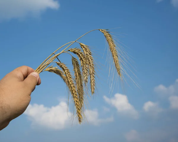 Рука Людини Тримає Пшеницю Фоні Блакитного Неба Врожаю — стокове фото