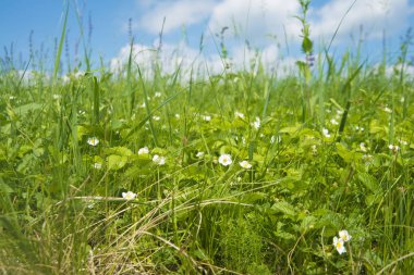 çiçek açması çilek, çilek bahar bloom. Mavi bulutlu gökyüzü. 