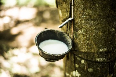 Kauçuk ağacı. Kauçuk ağacından ahşap bir kasenin içine ayıklanmış Taze sütlü lateks kapatın