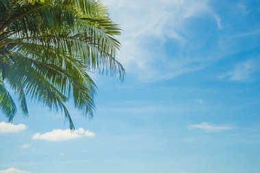 palmiye ağacı üzerinde mavi gökyüzü arka plan