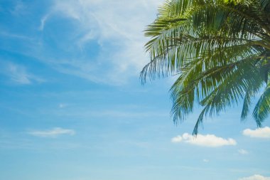 palmiye ağacı üzerinde mavi gökyüzü arka plan