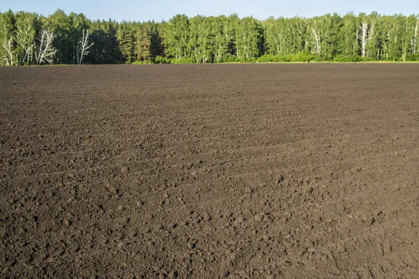 Plowed field. Agricultural land near the forest