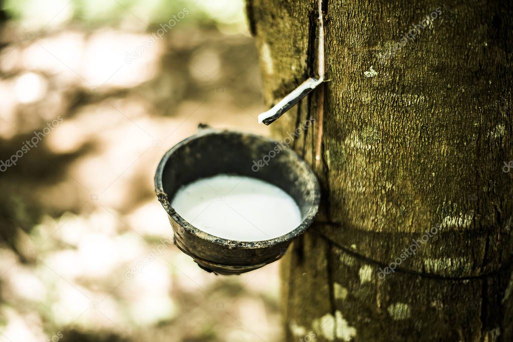 Rubber tree. close up fresh milky latex extracted  from rubber tree into a wooden bowl
