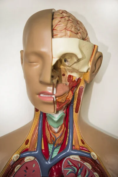 Organes Internes Humains Sur Mannequin Anatomie Humaine — Photo