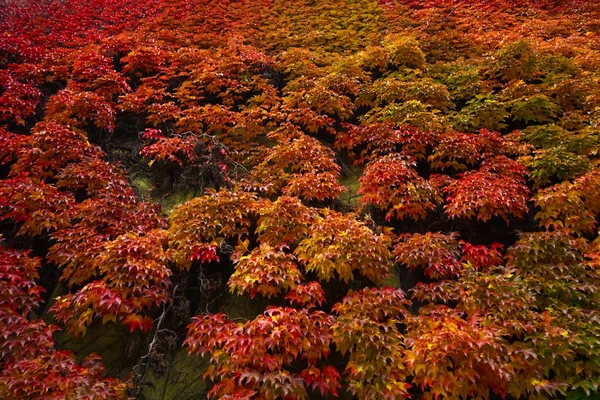 Sonbahar Arka Plan Parlak Kırmızı Sarı Yeşil Yaprakları Sezon Arka — Stok fotoğraf