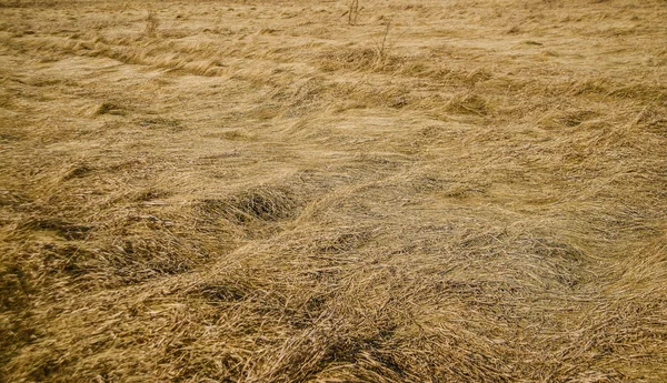 Поле Длинной Сухой Желтой Травы Поле Сбора Урожая Россия — стоковое фото