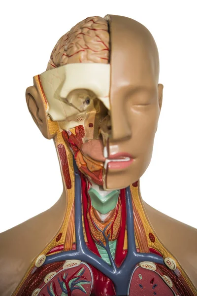 Menselijke Interne Organen Dummy Menselijke Anatomie — Stockfoto