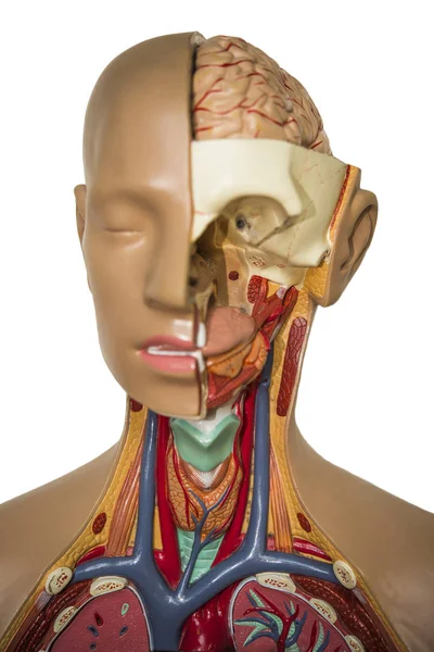 Menselijke Interne Organen Dummy Menselijke Anatomie — Stockfoto