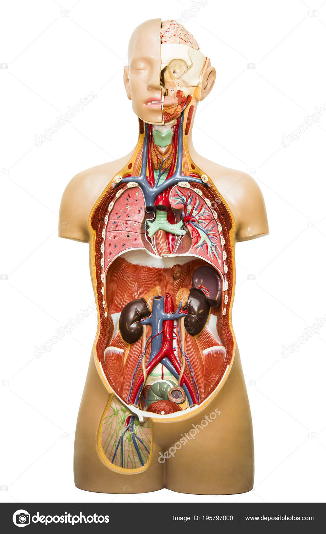 Plastic Model Human Body Anatomy Medical Internal Organs System Isolated Stock Photo Image By C Borjomi