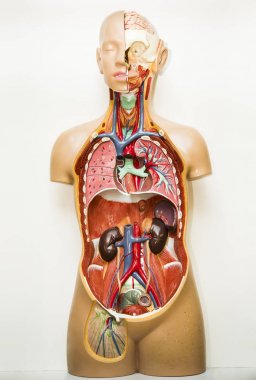 insan vücudu anatomisi, beyaz arka plan üzerinde izole tıbbi Iç Organ sistemi plastik model.