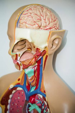 Aptal insan iç organları. İnsan anatomisi