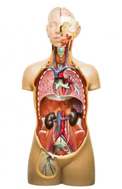 insan vücudu anatomisi, beyaz arka plan üzerinde izole tıbbi Iç Organ sistemi plastik model.