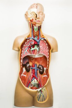 insan vücudu anatomisi, beyaz arka plan üzerinde izole tıbbi Iç Organ sistemi plastik model.