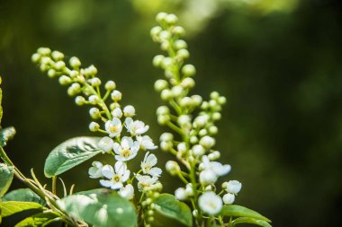 Bahar çiçeği yeşil bokeh arka plan üzerinde 