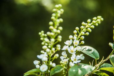 Bahar çiçeği yeşil bokeh arka plan üzerinde 