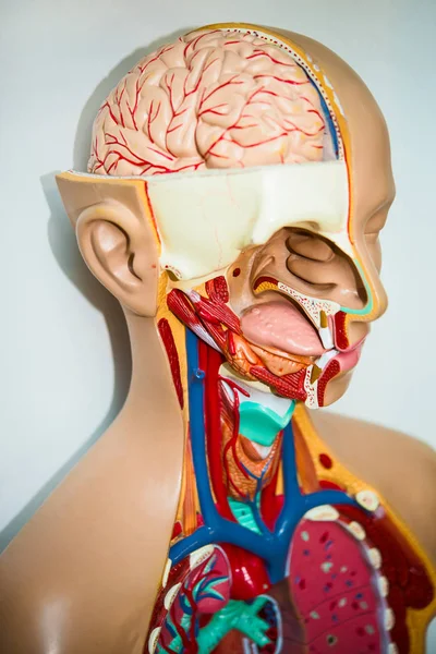 Human internal organs on  dummy. Human anatomy