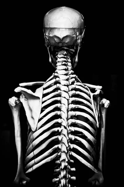 Rückansicht Des Menschlichen Skeletts Mit Dramatischem Licht Menschliches Medizinisches Skelett — Stockfoto