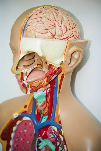 Human internal organs on  dummy. Human anatomy