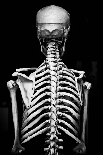 back view of human skeleton with dramatic light. Human medical skeleton isolated on black background.
