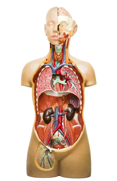 人体解剖学的塑性模型 医学内脏系统在白色背景下的分离 — 图库照片