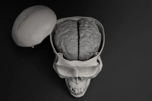 Modello Cranio Con Cervello Visibile Isolato — Foto Stock