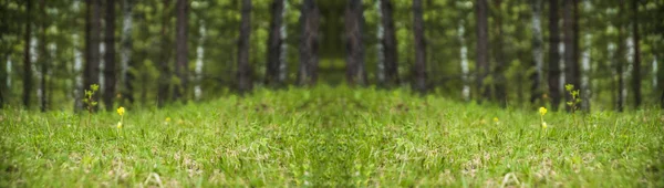 Lente Landschap Het Groene Gras Zomer Bos Mooie Natuurlijke Achtergrond — Stockfoto