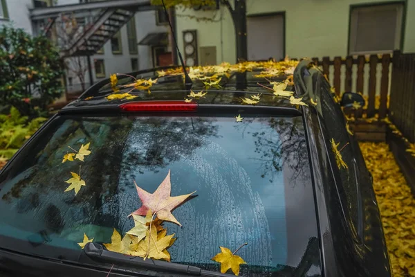 Outono Deixou Carro Janela Traseiro Dia Chuvoso — Fotografia de Stock