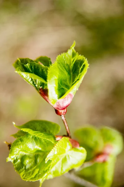 Closeup Zelené Listy Pozadí Rozmazané Zeleň Zahradě — Stock fotografie