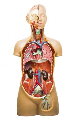insan vücudu anatomisi, beyaz arka plan üzerinde izole tıbbi Iç Organ sistemi plastik model.