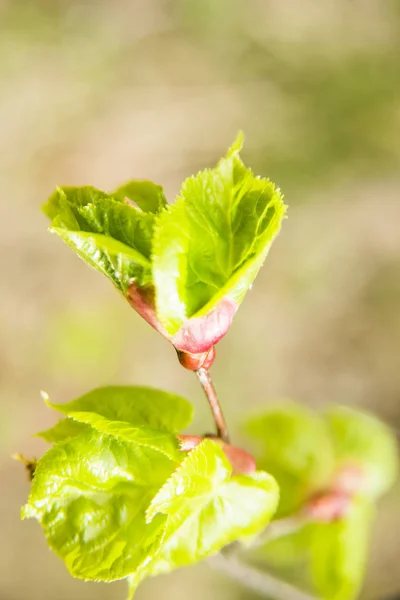 Closeup Zelené Listy Pozadí Rozmazané Zeleň Zahradě — Stock fotografie