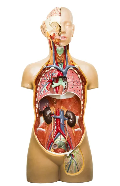 Plastic Model Van Het Menselijk Lichaam Anatomie Medische Inwendige Organen — Stockfoto