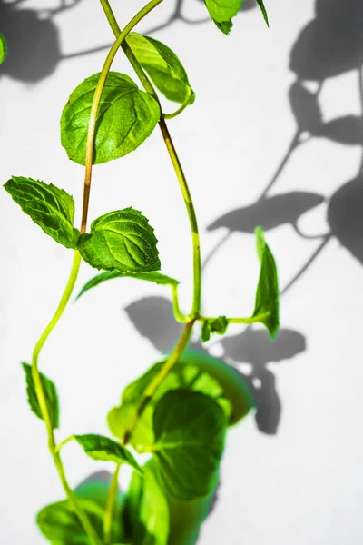 Hojas Verdes Frescas Sobre Fondo Blanco Naturaleza Fondo —  Fotos de Stock