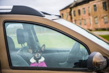 Küçük köpek kış günü araba camından bakıyor. Köpek arabada tek başına kilitli..