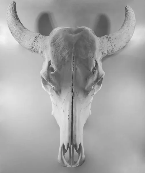 ヨーロッパ バイソンの頭蓋骨の白い背景 バイソン Bonasus 上分離されたトロフィーを狩猟 — ストック写真